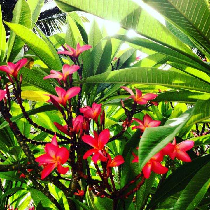 Andrianina Rajaonary