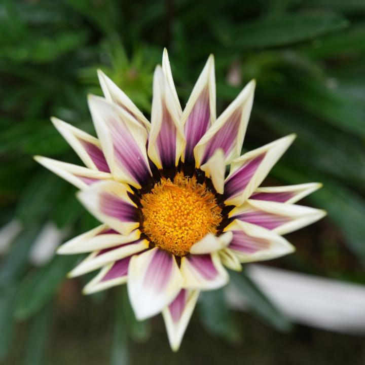 Mai Hang