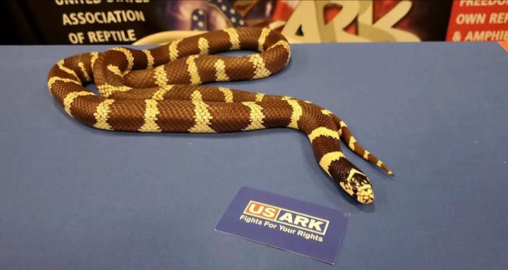 The Wonder World of Reptiles