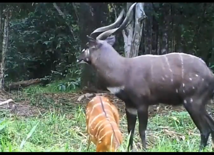 Parcs nationaux du Gabon 