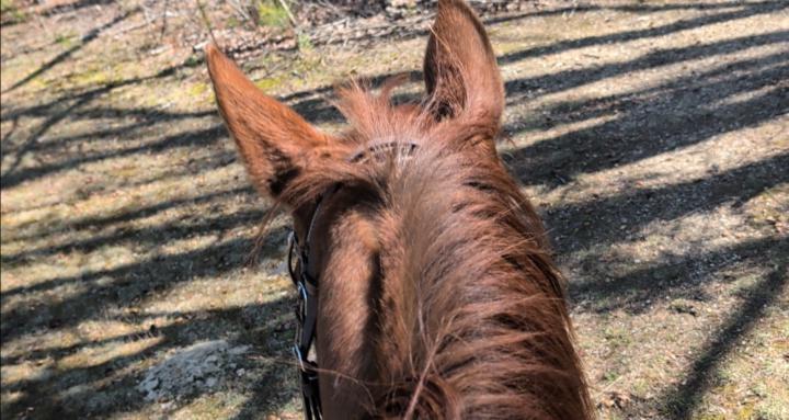 Loud Riders, Quite Horses