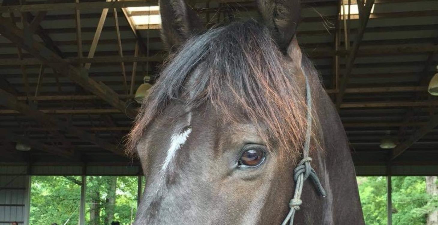 Colt Starting Course - Sebastian