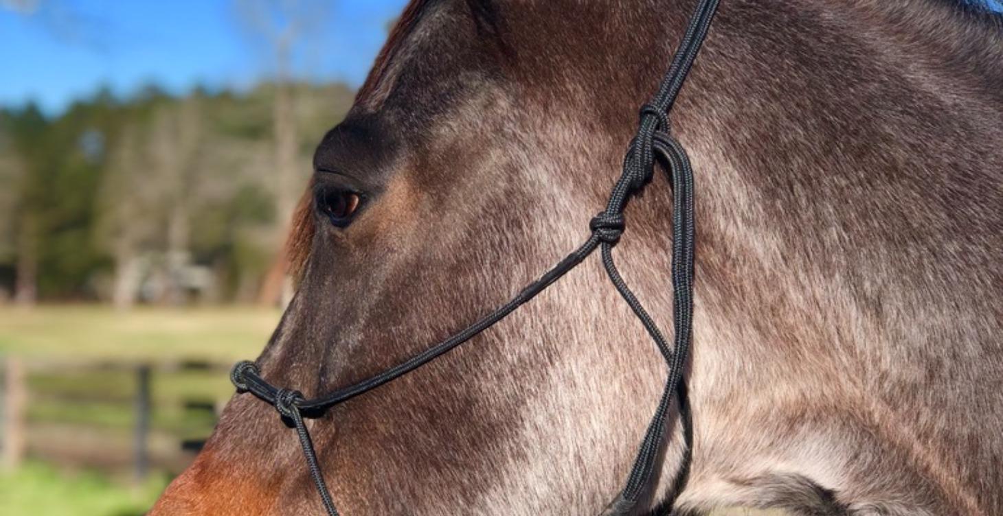 Natural Horsemanship Equipment Handling