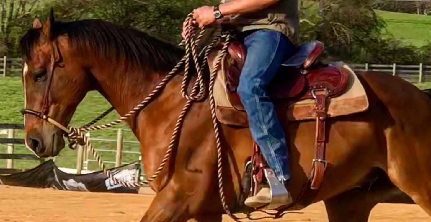 Advanced Foundation Under Saddle