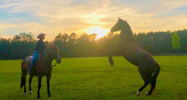 Circle C Natural Horsemanship