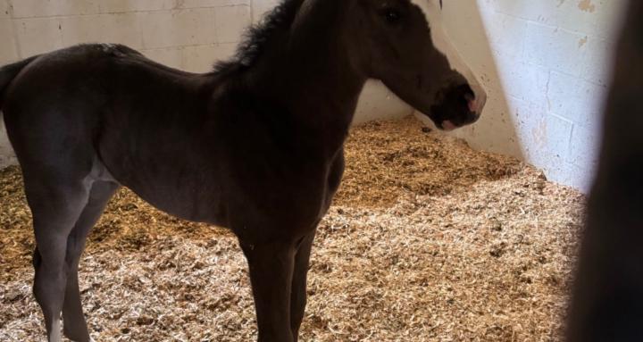 The Animal Haven Network
