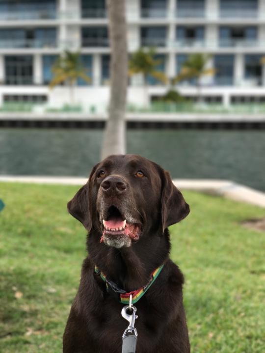 Welcome to Nyko’s Akademy for Hoomans