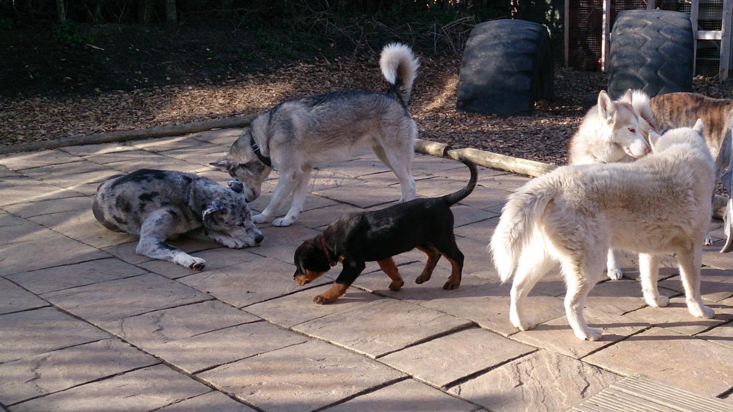 The Balanced Dog Collective