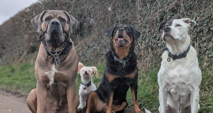 The Balanced Dog Collective