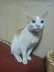 Melanie Lizeth Barrios Casas