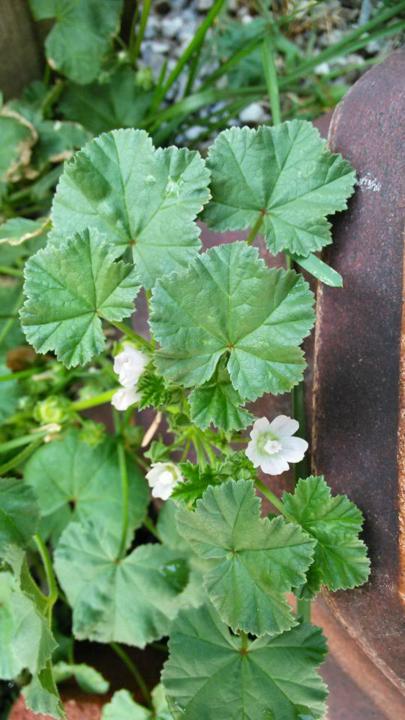 🌿 What's the Weed: Folk Remedies You Can Find Outside 🌼 (Mallow)