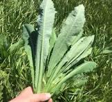 🌿 What's the Weed: Folk Remedies You Can Find Outside 🌼(Prickly Wild Lettuce)