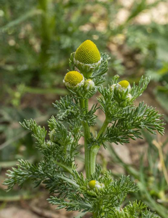 🌿 What's the Weed: Folk Remedies You Can Find Outside 🌼(Pineapple Weed)