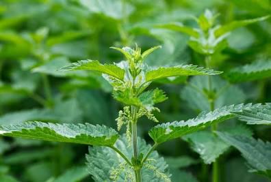 🌿 What's the Weed: Folk Remedies You Can Find Outside 🌼