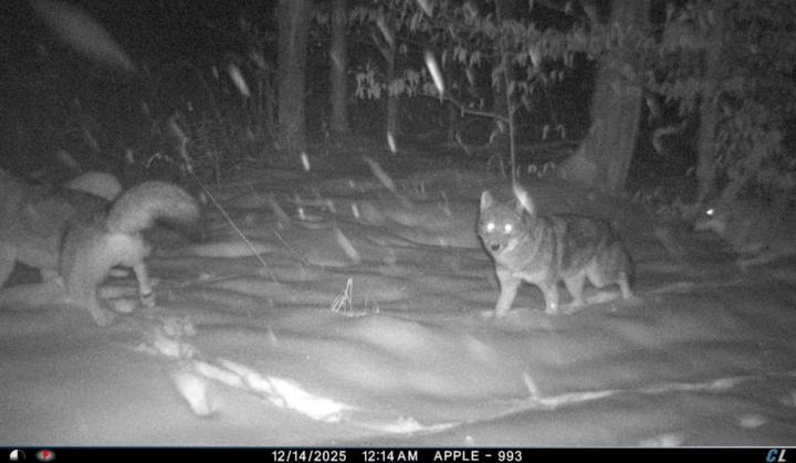 The Pennsylvania Eastern Coyote!
