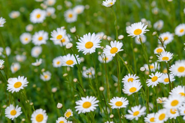 🌿 What's the Weed: Folk Remedies You Can Find Outside 🌼 (Oxeye Daisy)