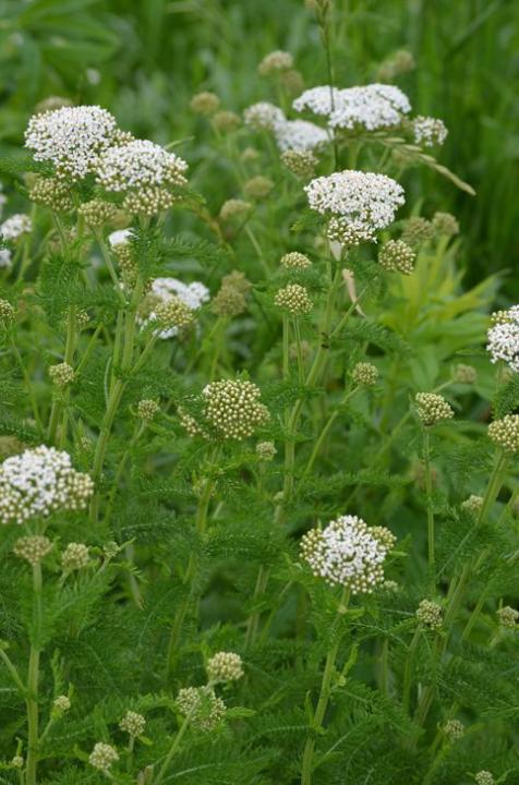 🌿 What's the Weed: Folk Remedies You Can Find Outside 🌼(Yarrow)