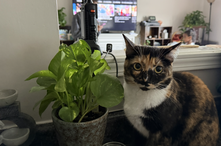 Friday Fur Babies 🐾