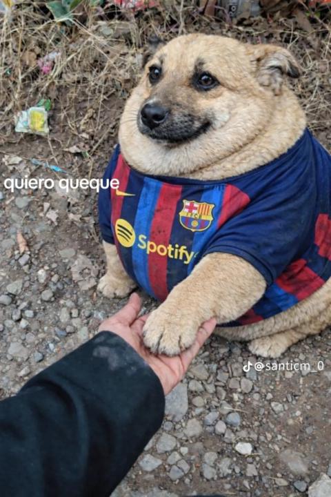Galo Gatito