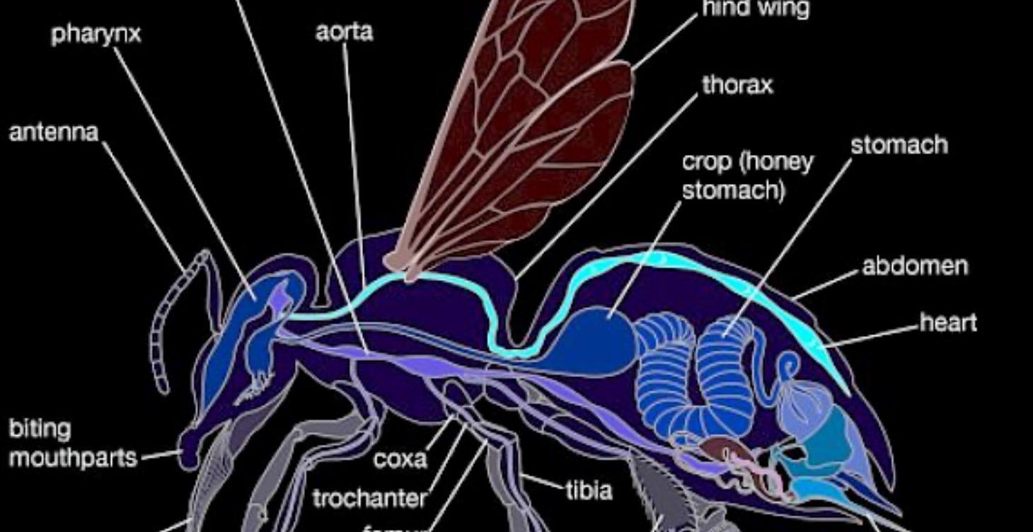 Honeybee, an insect!