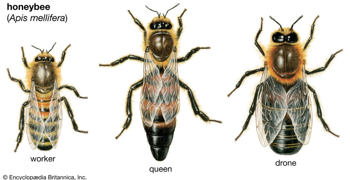 Key Characteristics of Workers, Drones and Queen