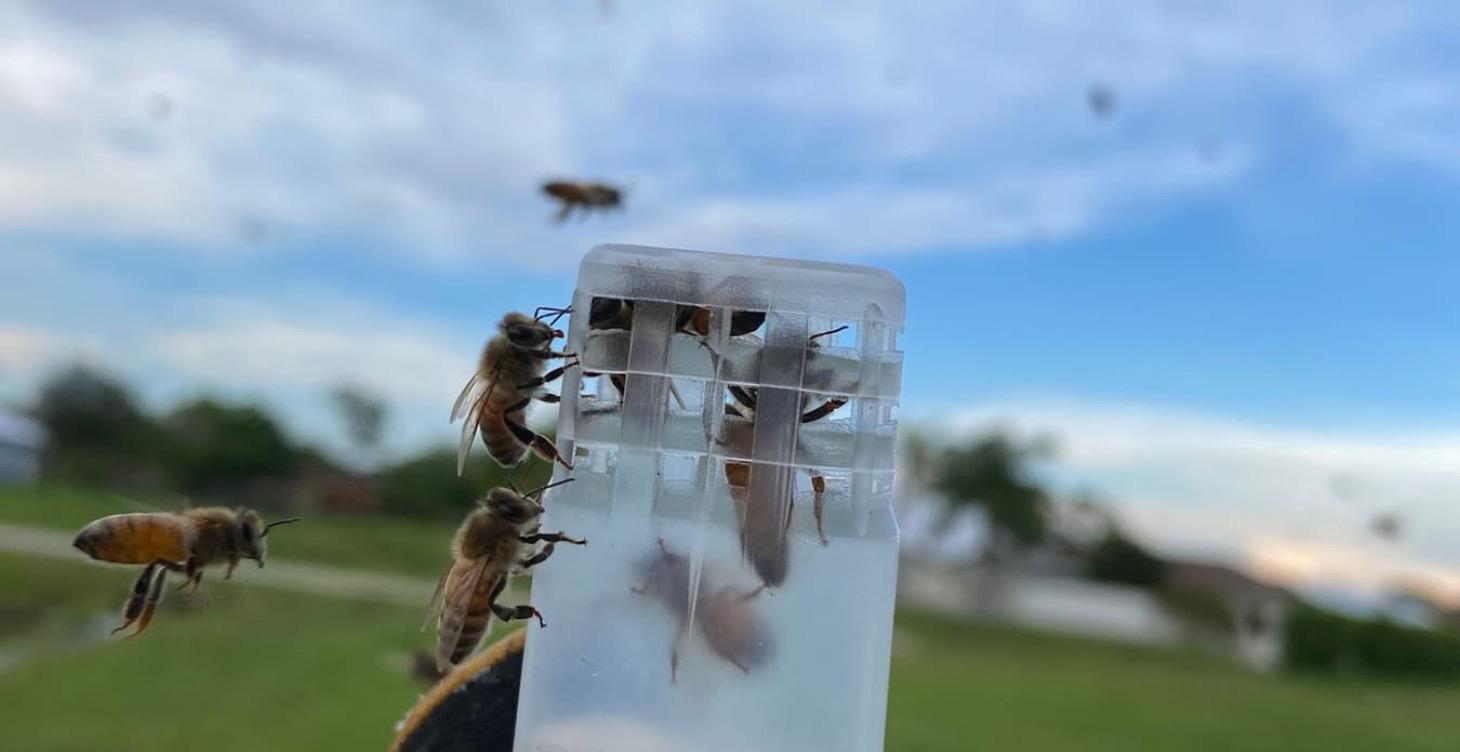 Apis mellifera