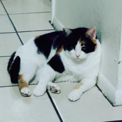 Hector Noe Perez Rizo