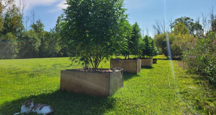 Four Plants Four Pounds