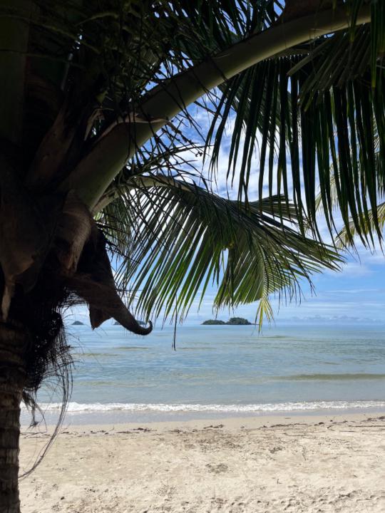 Andrea Windpassinger