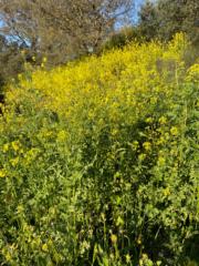 Guiomar Latorre Flores