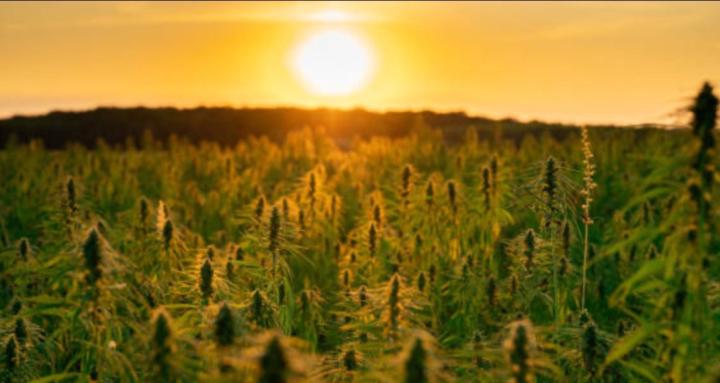 CannaMom