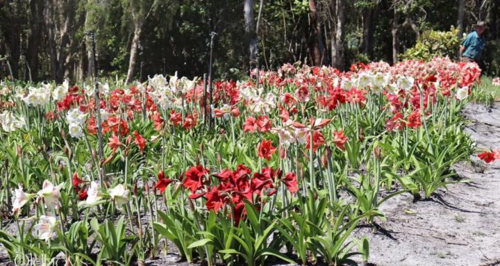 Oldboy's Flowers