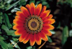 Keziah Hope Baticados