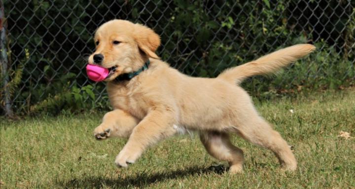 A to Z Canine Academy