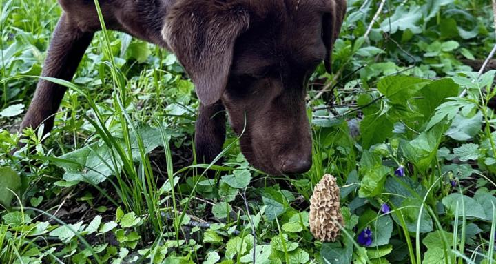 Morel Detection Community