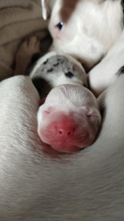 Join us in Pet or Crafting advice.