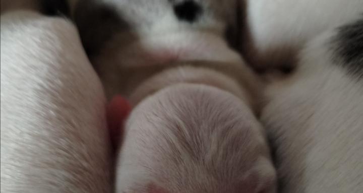 Sanctuary for All Ranch