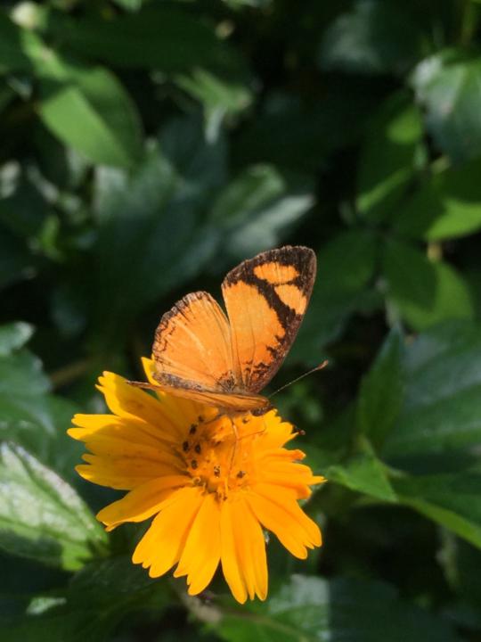 Pâmela Terumi Hayashi Martins