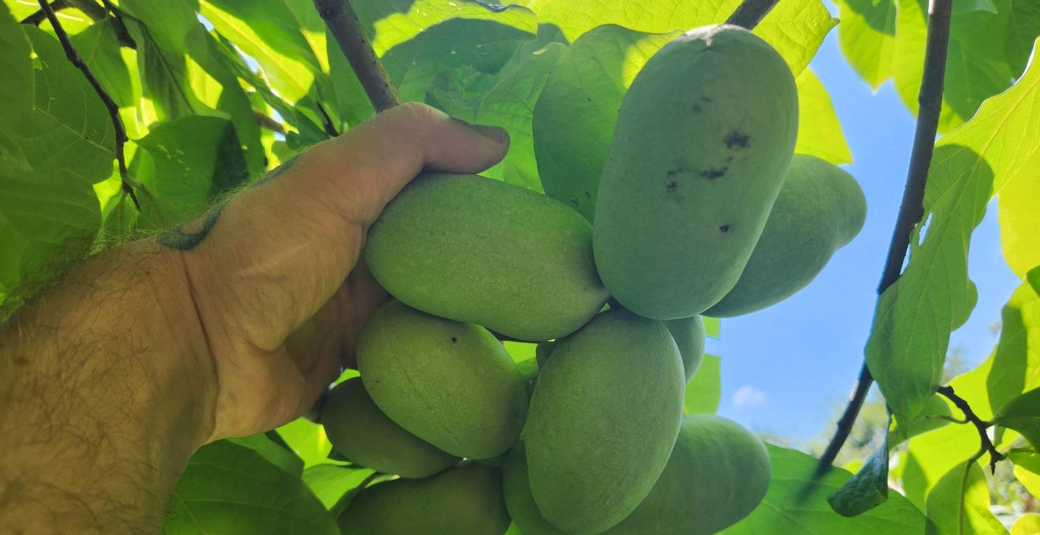 Pawpaw Cultivation Sanctuary 101