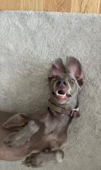 Javier López del hierro