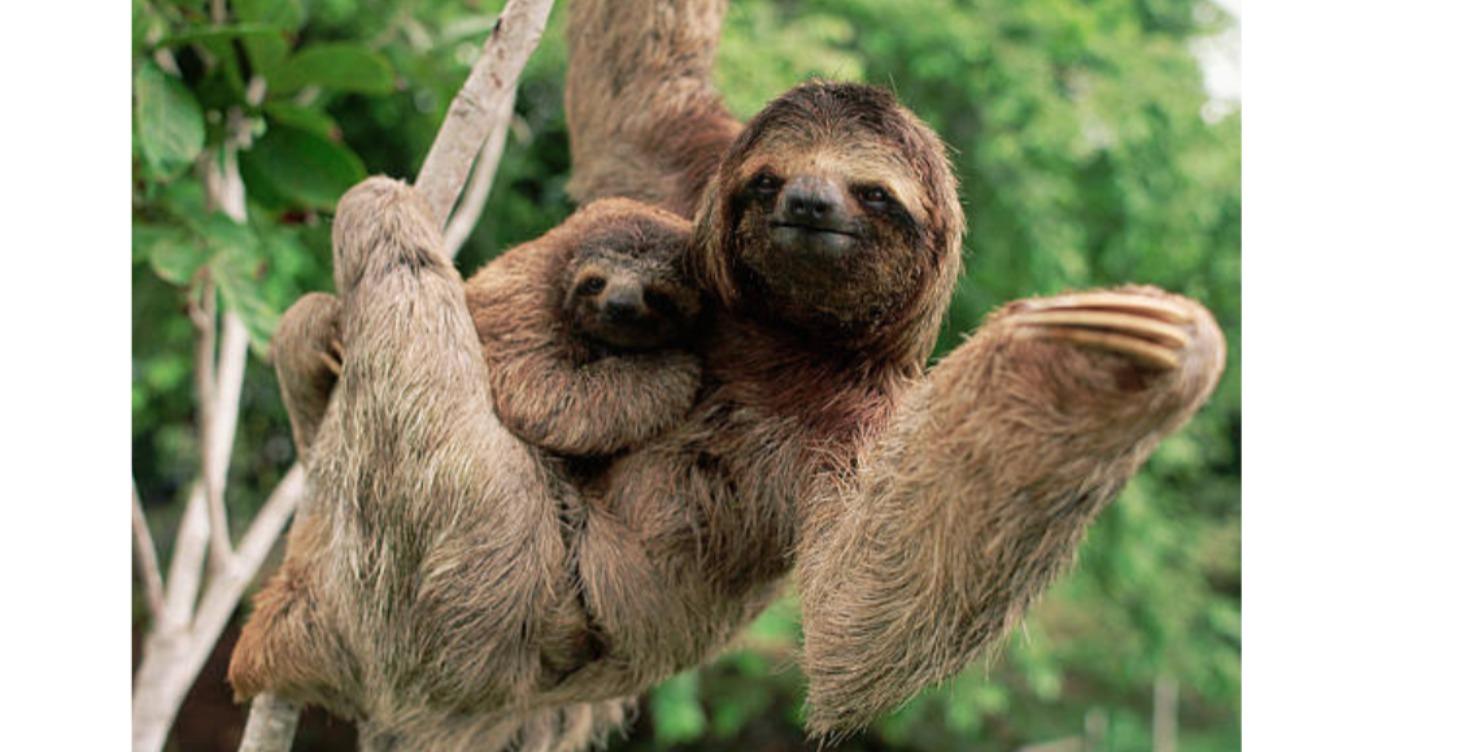 Jaguar Rescue Foundation –Costa Rica Wildlife Care