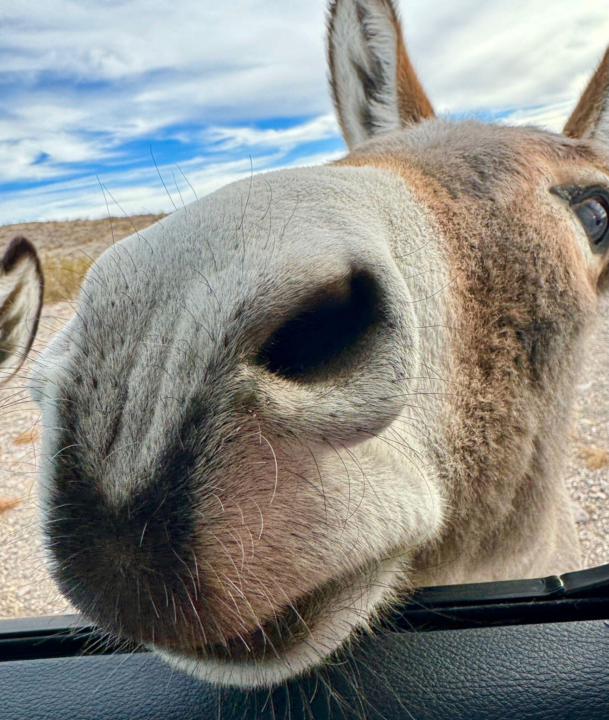 Road Trip Finds & Wild Donkeys 🐾