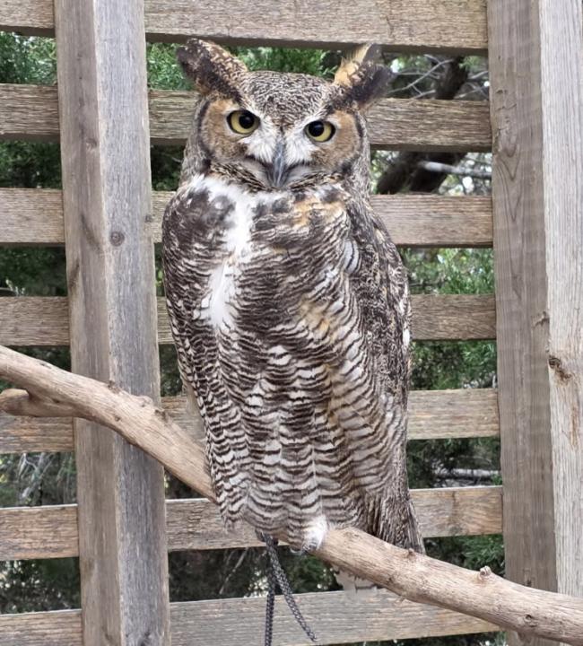 Help Me Get Over This Hump(day)! 🦉