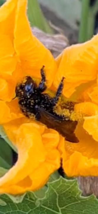 Keeping you in bees