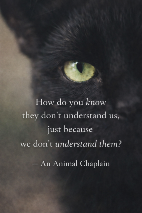 Animal Intuition