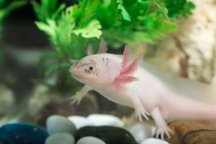 Is that an axolotl?