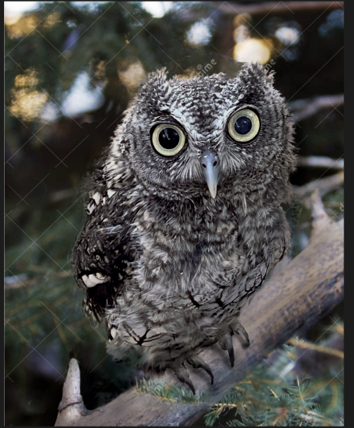 Sam the Screech Wins by a Beak! 🦉