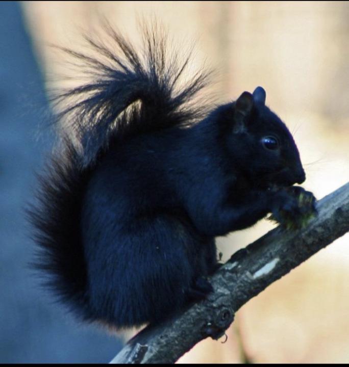 Tea time with the black squirrels