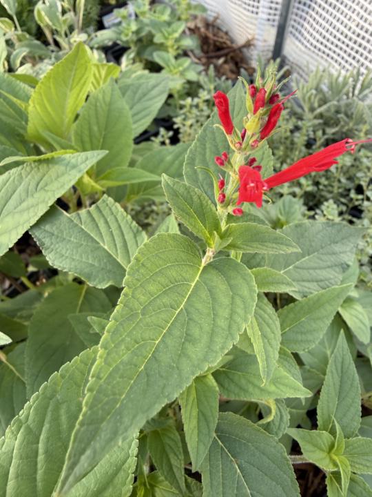 Pineapple Sage- what a beauty!