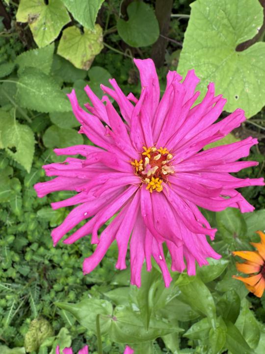 Zinnias- my pollinator go to 